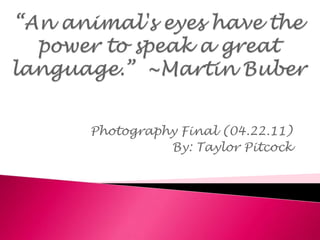 “An animal's eyes have the power to speak a great language.”  ~Martin Buber Photography Final (04.22.11) By: Taylor Pitcock 