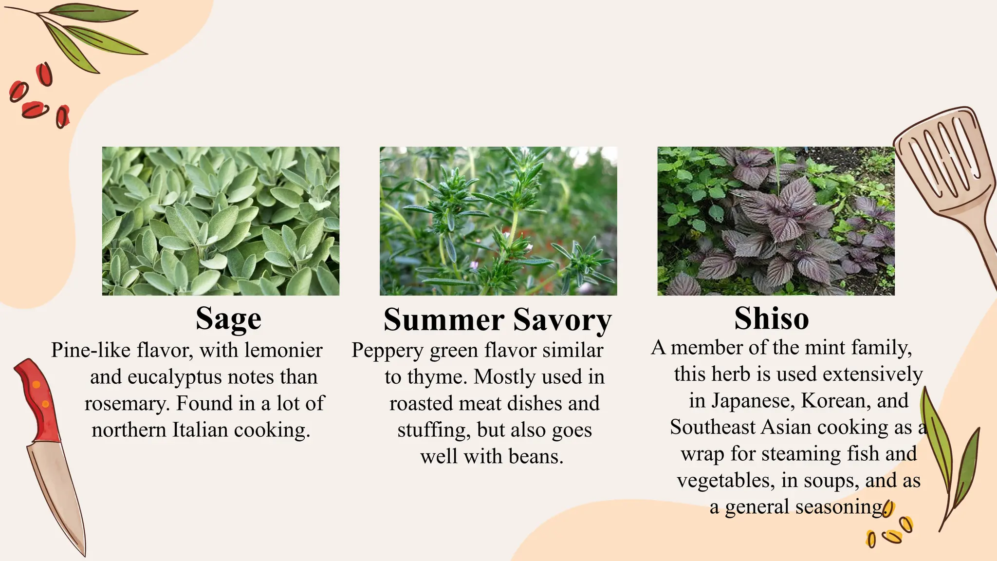 Pine-like flavor, with lemonier
and eucalyptus notes than
rosemary. Found in a lot of
northern Italian cooking.
Peppery green flavor similar
to thyme. Mostly used in
roasted meat dishes and
stuffing, but also goes
well with beans.
A member of the mint family,
this herb is used extensively
in Japanese, Korean, and
Southeast Asian cooking as a
wrap for steaming fish and
vegetables, in soups, and as
a general seasoning.
Sage Summer Savory Shiso
 