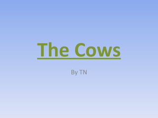 The Cows By TN 