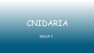 CNIDARIA
GROUP 2
 
