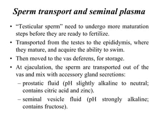 Sperm transport and seminal plasma
• “Testicular sperm” need to undergo more maturation
steps before they are ready to fertilize.
• Transported from the testes to the epididymis, where
they mature, and acquire the ability to swim.
• Then moved to the vas deferens, for storage.
• At ejaculation, the sperm are transported out of the
vas and mix with accessory gland secretions:
– prostatic fluid (pH slightly alkaline to neutral;
contains citric acid and zinc).
– seminal vesicle fluid (pH strongly alkaline;
contains fructose).
 