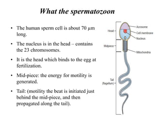 What the spermatozoon
• The human sperm cell is about 70 µm
long.
• The nucleus is in the head – contains
the 23 chromosomes.
• It is the head which binds to the egg at
fertilization.
• Mid-piece: the energy for motility is
generated.
• Tail: (motility the beat is initiated just
behind the mid-piece, and then
propagated along the tail).
 