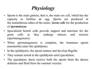 • Sperm is the male gamete, that is, the male sex cell, which has the
capacity to fertilise an egg. Sperm are produced in
the seminiferous tubes of the testes. Germ cells for the production
of spermatozoa
• Specialized Sertoli cells provide support and nutrients for the
germ cells as they undergo mitosis and meiosis
(spermatogenesis).
• When spermatogenesis is complete, the immature sperm
(nonmotile) enter the epididymis.
• In the epididymis, the sperm mature and develop flagella.
• They remain stored in the epididymis until ejaculation.
• The ejaculatory ducts receive both the sperm from the ductus
deferens and fluid from the seminal vesicles.
Physiology
 