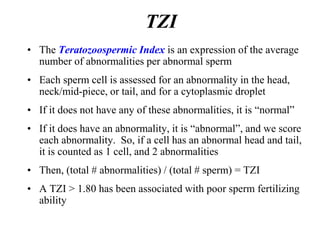 TZI
• The Teratozoospermic Index is an expression of the average
number of abnormalities per abnormal sperm
• Each sperm cell is assessed for an abnormality in the head,
neck/mid-piece, or tail, and for a cytoplasmic droplet
• If it does not have any of these abnormalities, it is “normal”
• If it does have an abnormality, it is “abnormal”, and we score
each abnormality. So, if a cell has an abnormal head and tail,
it is counted as 1 cell, and 2 abnormalities
• Then, (total # abnormalities) / (total # sperm) = TZI
• A TZI > 1.80 has been associated with poor sperm fertilizing
ability
 