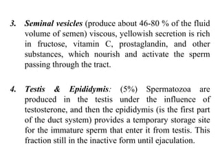 3. Seminal vesicles (produce about 46-80 % of the fluid
volume of semen) viscous, yellowish secretion is rich
in fructose, vitamin C, prostaglandin, and other
substances, which nourish and activate the sperm
passing through the tract.
4. Testis & Epididymis: (5%) Spermatozoa are
produced in the testis under the influence of
testosterone, and then the epididymis (is the first part
of the duct system) provides a temporary storage site
for the immature sperm that enter it from testis. This
fraction still in the inactive form until ejaculation.
 