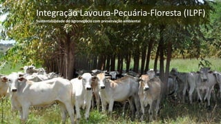 Integração Lavoura-Pecuária-Floresta (ILPF)
Sustentabilidade do agronegócio com preservação ambiental
1
SígliaReginaSouza/Embrapa
 