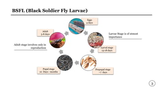 Black Soldier Fly Larvae Treatement | PPTX