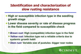 Identification and characterization of
          slow rusting resistance
● High or susceptible infection type in the seedling
  growth stage
● Lower disease severity or rate of disease progress
  in the field compared to susceptible check

 Brown rust: High (compatible) infection type in the field
 Yellow rust: Infection type not a reliable criteria due to
  systemic growth habit
 Stem rust: Variable size of pustules- bigger near nodes
 