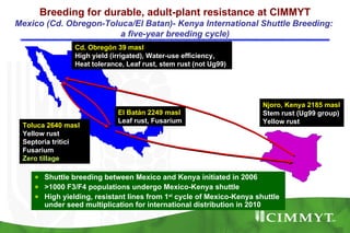 Breeding for durable, adult-plant resistance at CIMMYT
Mexico (Cd. Obregon-Toluca/El Batan)- Kenya International Shuttle Breeding:
                        a five-year breeding cycle)
               Cd. Obregón 39 masl
               High yield (irrigated), Water-use efficiency,
               Heat tolerance, Leaf rust, stem rust (not Ug99)




                                                                      Njoro, Kenya 2185 masl
                            El Batán 2249 masl                        Stem rust (Ug99 group)
                            Leaf rust, Fusarium                       Yellow rust
 Toluca 2640 masl
 Yellow rust
 Septoria tritici
 Fusarium
 Zero tillage

    ● Shuttle breeding between Mexico and Kenya initiated in 2006
    ● >1000 F3/F4 populations undergo Mexico-Kenya shuttle
    ● High yielding, resistant lines from 1st cycle of Mexico-Kenya shuttle
      under seed multiplication for international distribution in 2010
 