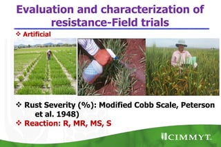 Evaluation and characterization of
      resistance-Field trials
 Artificial
epidemics




 Rust Severity (%): Modified Cobb Scale, Peterson
    et al. 1948)
 Reaction: R, MR, MS, S
 
