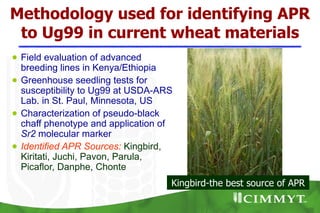 Methodology used for identifying APR
 to Ug99 in current wheat materials
● Field evaluation of advanced
  breeding lines in Kenya/Ethiopia
● Greenhouse seedling tests for
  susceptibility to Ug99 at USDA-ARS
  Lab. in St. Paul, Minnesota, US
● Characterization of pseudo-black
  chaff phenotype and application of
  Sr2 molecular marker
● Identified APR Sources: Kingbird,
  Kiritati, Juchi, Pavon, Parula,
  Picaflor, Danphe, Chonte
                                   Kingbird-the best source of APR
 