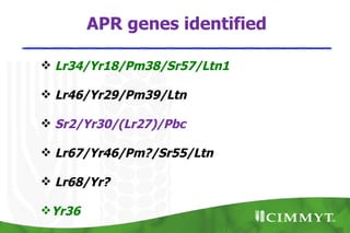 APR genes identified

 Lr34/Yr18/Pm38/Sr57/Ltn1

 Lr46/Yr29/Pm39/Ltn

 Sr2/Yr30/(Lr27)/Pbc

 Lr67/Yr46/Pm?/Sr55/Ltn

 Lr68/Yr?

Yr36
 