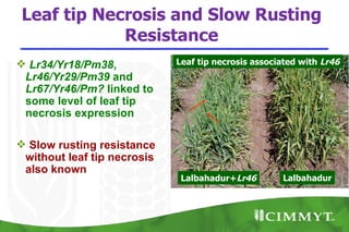 Leaf tip Necrosis and Slow Rusting
             Resistance
 Lr34/Yr18/Pm38,            Leaf tip necrosis associated with Lr46
 Lr46/Yr29/Pm39 and
 Lr67/Yr46/Pm? linked to
 some level of leaf tip
 necrosis expression

 Slow rusting resistance
 without leaf tip necrosis
 also known
                              Lalbahadur+Lr46        Lalbahadur
 