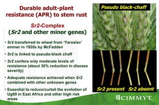 Durable adult-plant                          Pseudo black-chaff
resistance (APR) to stem rust
          Sr2-Complex
  (Sr2 and other minor genes)
• Sr2 transferred to wheat from ‘Yaroslav’
  emmer in 1920s by McFadden
• Sr2 is linked to pseudo-black chaff
• Sr2 confers only moderate levels of
  resistance (about 30% reduction in disease
  severity)
• Adequate resistance achieved when Sr2
  combined with other unknown genes
• Essential to reduce/curtail the evolution of   Sr2 present Sr2 absent
  Ug99 in East Africa and other high risk
  areas
 