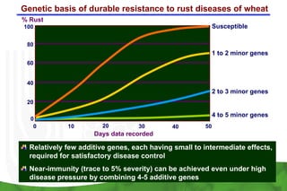 Genetic basis of durable resistance to rust diseases of wheat
% Rust
100                                                        Susceptible

 80
                                                           1 to 2 minor genes
 60


 40
                                                           2 to 3 minor genes
 20

                                                           4 to 5 minor genes
  0
   0         10        20         30        40        50
                     Days data recorded

  Relatively few additive genes, each having small to intermediate effects,
  required for satisfactory disease control
  Near-immunity (trace to 5% severity) can be achieved even under high
  disease pressure by combining 4-5 additive genes
 