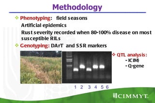 Methodology
 Phenotyping: field s eas ons
  A rtificial epidemic s
  Rus t s everity rec orded when 80-100% dis eas e on mos t
  s us ceptible RILs
 G enotyping: DA rT and S S R markers
                                          QTL analys is :
                                              - IC IM)
                                              - Q-gene



                         1 2   3 4 5 6
 