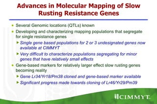 Advances in Molecular Mapping of Slow
        Rusting Resistance Genes
● Several Genomic locations (QTLs) known
● Developing and characterizing mapping populations that segregate
  for single resistance genes
   Single gene based populations for 2 or 3 undesignated genes now
    available at CIMMYT
   Very difficult to characterize populations segregating for minor
    genes that have relatively small effects
● Gene-based markers for relatively larger effect slow rusting genes
  becoming reality
   Gene Lr34/Yr18/Pm38 cloned and gene-based marker available
   Significant progress made towards cloning of Lr46/Yr29/Pm39
 