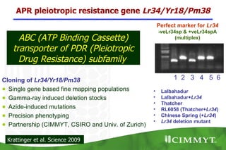 APR pleiotropic resistance gene Lr34/Yr18/Pm38
                                                        Perfect marker for Lr34
                                                        -veLr34sp & +veLr34spA
     ABC (ATP Binding Cassette)                                (multiplex)

   transporter of PDR (Pleiotropic
     Drug Resistance) subfamily

Cloning of Lr34/Yr18/Pm38                                     1 2 3 4 5 6
● Single gene based fine mapping populations        •    Lalbahadur
● Gamma-ray induced deletion stocks                 •    Lalbahadur+Lr34
                                                    •    Thatcher
● Azide-induced mutations                           •    RL6058 (Thatcher+Lr34)
● Precision phenotyping                             •    Chinese Spring (+Lr34)
                                                    •    Lr34 deletion mutant
● Partnership (CIMMYT, CSIRO and Univ. of Zurich)

 Krattinger et al. Science 2009
 