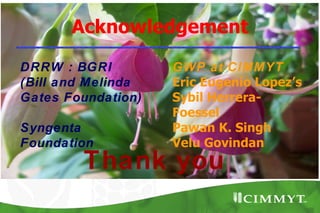 Acknowledgement

DRRW : BGRI         GWP at CIMMYT
(Bill and Melinda   Eric Eugenio Lopez’s
Gates Foundation)   Sybil Herrera-
                    Foessel
Syngenta            Pawan K. Singh
Foundation          Velu Govindan
        Thank you
 