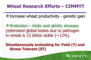 Wheat Research Efforts – CIMMYT

 Increase wheat productivity - genetic gain

 Protection – biotic and abiotic stresses
(estimated global losses due to pathogen
in wheat is 13 billion dollar (~12%)

Simultaneously evaluating for Yield (Y) and
  Stress Tolerant (ST)
 