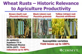 Wheat Rusts – Historic Relevance
  to Agriculture Productivity
   Brown (leaf) rust      Black (stem) rust   Yellow (stripe) rust
   (Puccinia triticina)   Puccinia graminis   Puccinia striiformis




 An epidemic -
                                  Susceptible varieties
 Jupateco 73 in
 Northwest Mexico               Yield losses up to 100%
 1976–1977. Yield
 reductions up to 40%.
 