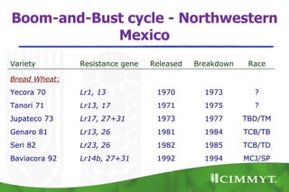 Boom-and-Bust cycle - Northwestern
            Mexico
Variety        Resistance gene   Released   Breakdown    Race

Bread Wheat:
Yecora 70      Lr1, 13            1970        1973        ?
Tanori 71      Lr13, 17           1971        1975        ?
Jupateco 73    Lr17, 27+31        1973        1977      TBD/TM
Genaro 81      Lr13, 26           1981        1984      TCB/TB
Seri 82        Lr23, 26           1982        1985      TCB/TD
Baviacora 92   Lr14b, 27+31       1992        1994      MCJ/SP
 