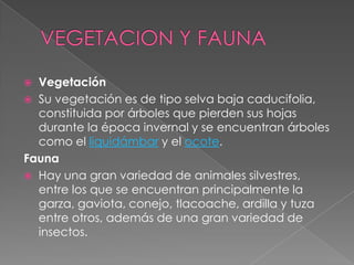 VEGETACION Y FAUNA VegetaciónSu vegetación es de tipo selva baja caducifolia, constituida por árboles que pierden sus hojas durante la época invernal y se encuentran árboles como el liquidámbar y el ocote.FaunaHay una gran variedad de animales silvestres, entre los que se encuentran principalmente la garza, gaviota, conejo, tlacoache, ardilla y tuza entre otros, además de una gran variedad de insectos.