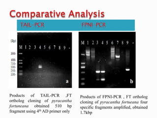 Products of TAIL-PCR ,FT
ortholog cloning of pyracantha
fortuneana obtained 510 bp
fragment using 4th AD primer only
Products of FPNI-PCR , FT ortholog
cloning of pyracantha fortueana four
specific fragments amplified, obtained
1.7kbp
 