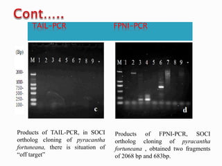 TAIL-PCR FPNI-PCR
Products of TAIL-PCR, in SOCI
ortholog cloning of pyracantha
fortuneana, there is situation of
“off target”
Products of FPNI-PCR, SOCI
ortholog cloning of pyracantha
fortuneana , obtained two fragments
of 2068 bp and 683bp.
 