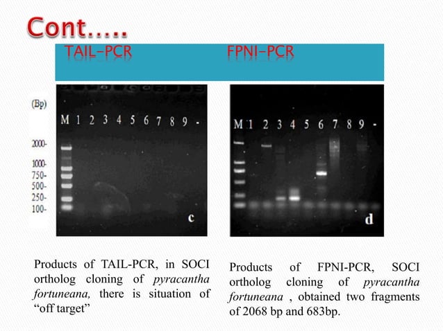 Nested PCR,Fusion primers, Integrated PCR | PPTX