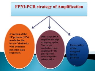 3’ section of the
FP primers (FPs)
maximize the
level of similarity
with common
genomic oligo
sequences
Universality
of the
designed
fusion
primers
Only target DNA
amplified via high
stringency cycles,
Non target
products are not
amplified by the
gene-specific
and FP-specific
primer pairs
 