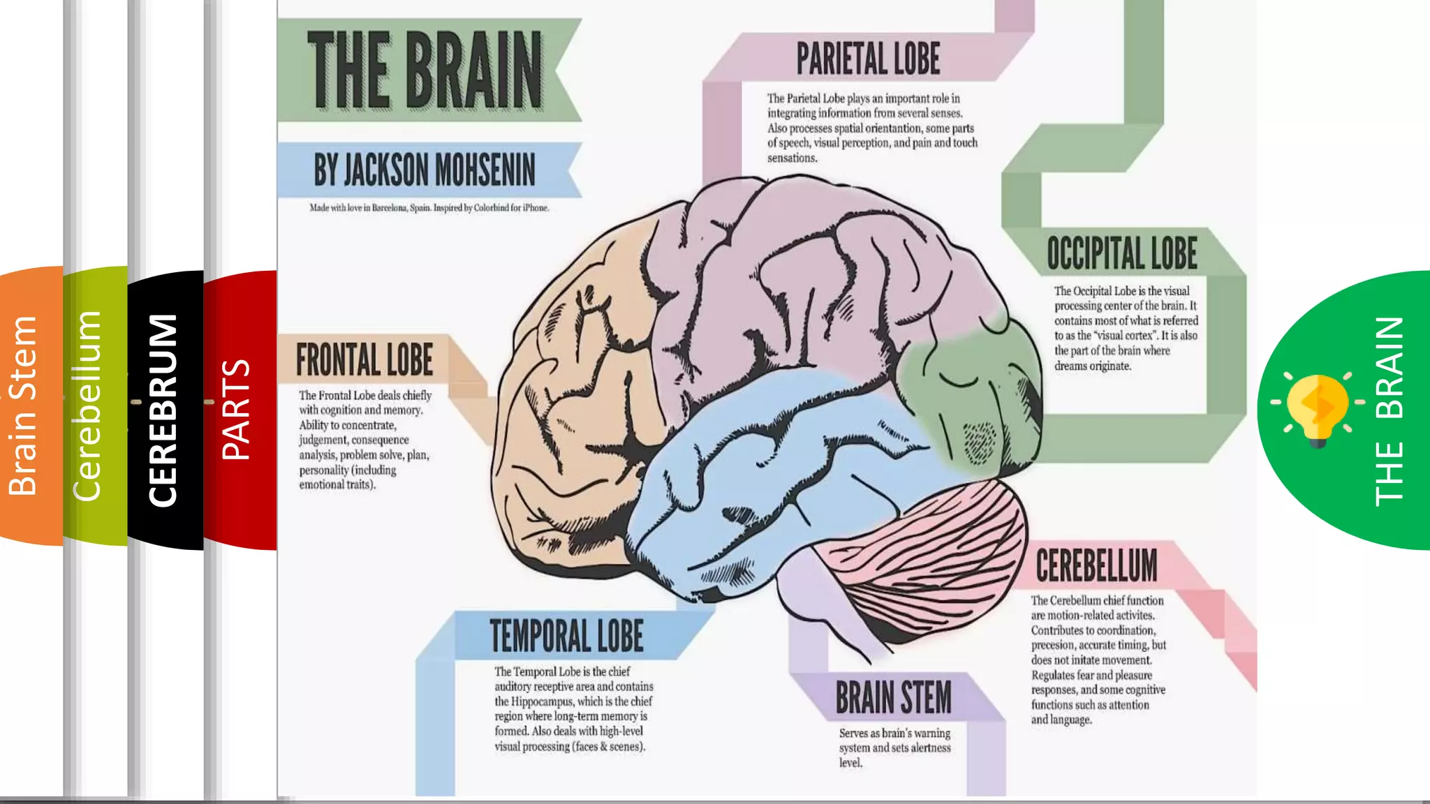 THE BRAIN FOR KIDS | PPTX