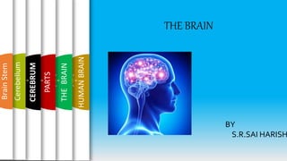 HUMANBRAIN
THEBRAIN
PARTS
CEREBRUM
Cerebellum
BrainStem
THE BRAIN
BY
S.R.SAI HARISH
 