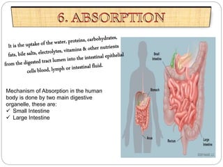 Digestive System | PPTX