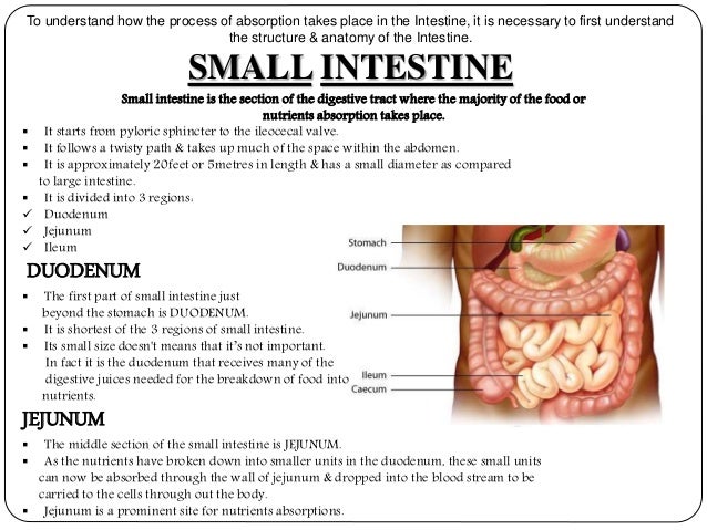Digestive System