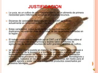 JUSTIFICACION
   La yuca, es un cultivo de raíz hiperenergético, es un alimento de primera
    necesidad para millones de personas de escasos recursos.

   Docenas de variedades desarrolladas por el CIAT se cultivan
    actualmente en América Central y del Sur.

   Estas variedades, cuyos rendimientos en muchos casos se
    duplicaron, representan más de la mitad de las variedades cultivadas en
    la región.

   El trabajo colaborativo realizado por el CIAT y el IITA en África sobre el
    control biológico del piojo harinoso y ácaros salvó a millones de
    agricultores de escasos recursos de sufrir grandes pérdidas de cultivo.

   se busca que con la puesta en marcha de este proyecto se contribuya a
    la reactivación de la economía a través de proyectos productivos que
    fomenten la formación del talento humano que permita a la población
    milanés liderar procesos sociales, económicos, culturales, tecnológicos y
    científicos, basados en las necesidades y aspiraciones del medio para el
    avance agrario y poder dar una salida a los productos cosechados por
    nuestros labriegos.
 