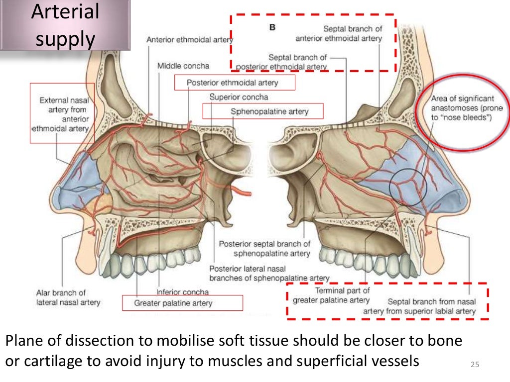 Surgical anatomy of nose