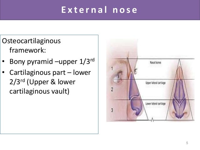 Image Result For Upper Nasal Cavity