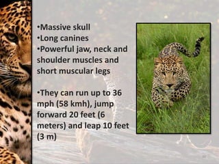 10
•Massive skull
•Long canines
•Powerful jaw, neck and
shoulder muscles and
short muscular legs
•They can run up to 36
mph (58 kmh), jump
forward 20 feet (6
meters) and leap 10 feet
(3 m)
 
