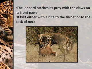 12
•The leopard catches its prey with the claws on
its front paws
•It kills either with a bite to the throat or to the
back of neck
 