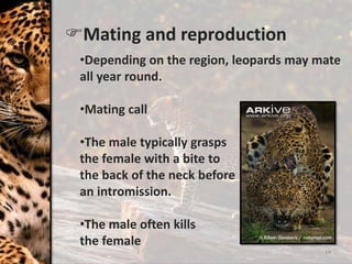 14
Mating and reproduction
•Depending on the region, leopards may mate
all year round.
•Mating call
•The male typically grasps
the female with a bite to
the back of the neck before
an intromission.
•The male often kills
the female
 