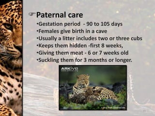 Paternal care
15
•Gestation period - 90 to 105 days
•Females give birth in a cave
•Usually a litter includes two or three cubs
•Keeps them hidden -first 8 weeks,
•Giving them meat - 6 or 7 weeks old
•Suckling them for 3 months or longer.
 