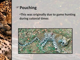 17
Pouching
•This was originally due to game hunting
during colonial times
 
