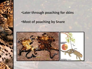 18
•Later through poaching for skins
•Most of poaching by Snare
 