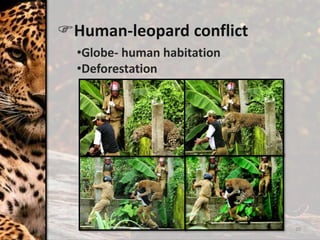 Human-leopard conflict
20
•Globe- human habitation
•Deforestation
 