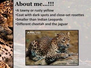 3
About me…!!!
•A tawny or rusty yellow
•Coat with dark spots and close-set rosettes
•Smaller than Indian Leopards
•Different cheetah and the jaguar
 