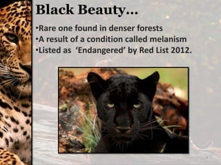 4
Black Beauty…
•Rare one found in denser forests
•A result of a condition called melanism
•Listed as ‘Endangered’ by Red List 2012.
 