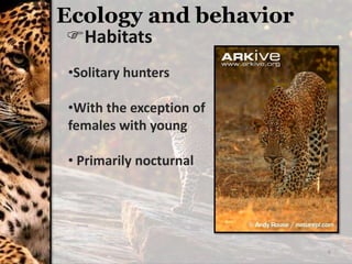 Habitats
6
Ecology and behavior
•Solitary hunters
•With the exception of
females with young
• Primarily nocturnal
 