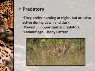 Predatory
9
•They prefer hunting at night. but are also
active during dawn and dusk.
•Powerful, opportunistic predators
•Camouflage – Body Pattern
 