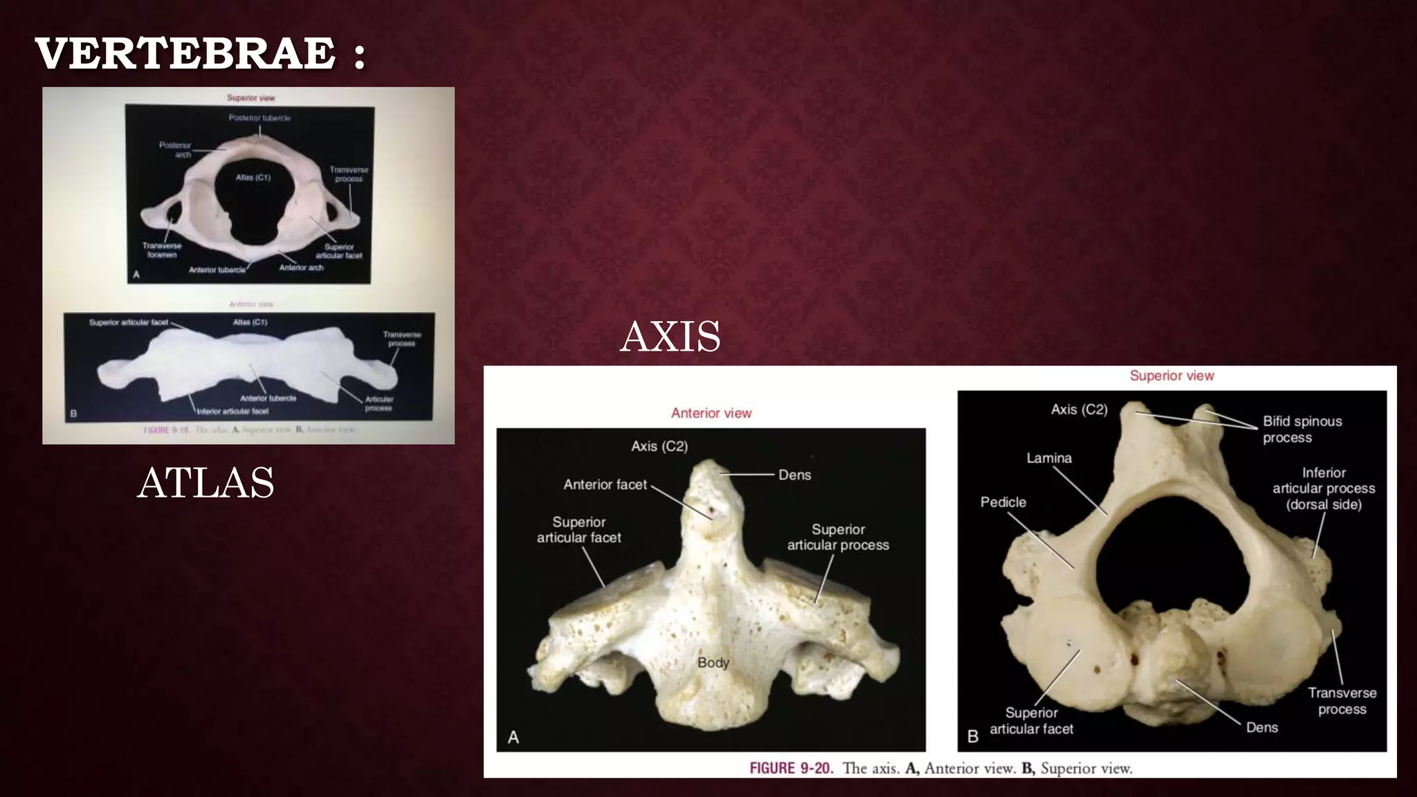 Applied Biomechanics of Cervical Spine | PPTX